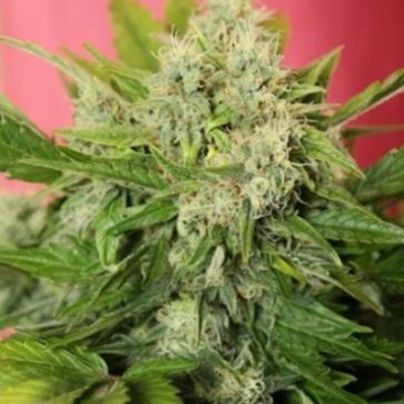 Насіння конопель Auto Chronical Feminised